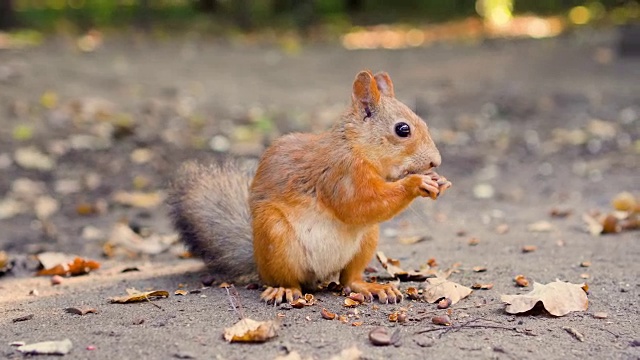 可爱的饥饿的红色松鼠毛茸茸的尾巴坐在地上吃雪松坚果。晴朗的秋日视频素材