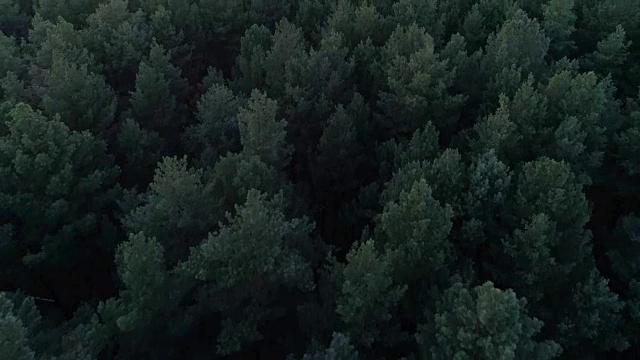 从日落的秋天森林鸟瞰视频下载