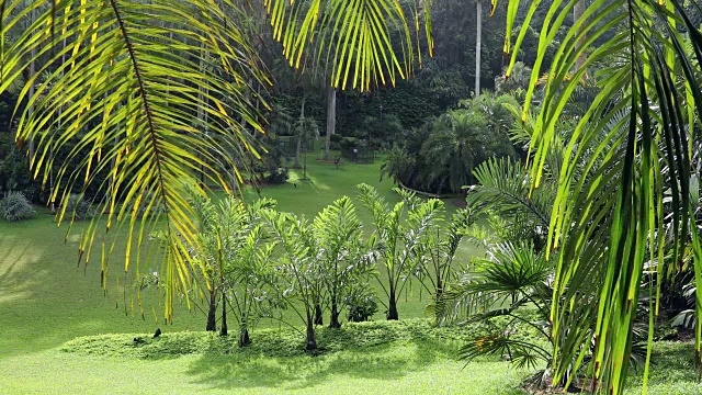 棕榈谷植物园，新加坡，东南亚，亚洲视频下载