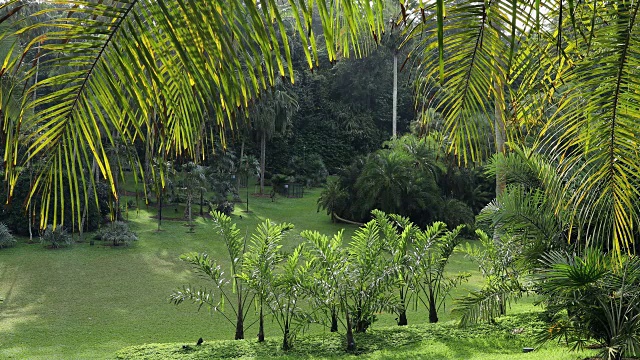棕榈谷植物园，新加坡，东南亚，亚洲视频下载