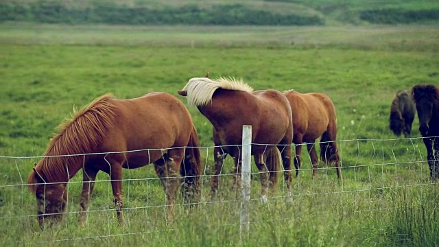 冰岛马在牧场上吃草的特写，慢镜头视频素材