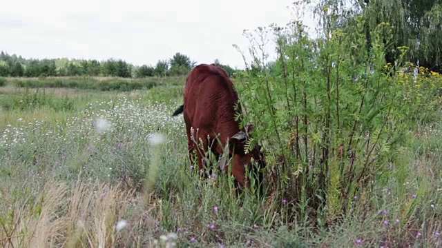 夏日里，红牛犊被铁链拴在草地上吃草视频素材