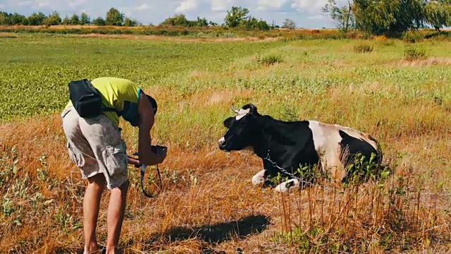 摄影师用摄像机拍摄吃草的牛视频素材