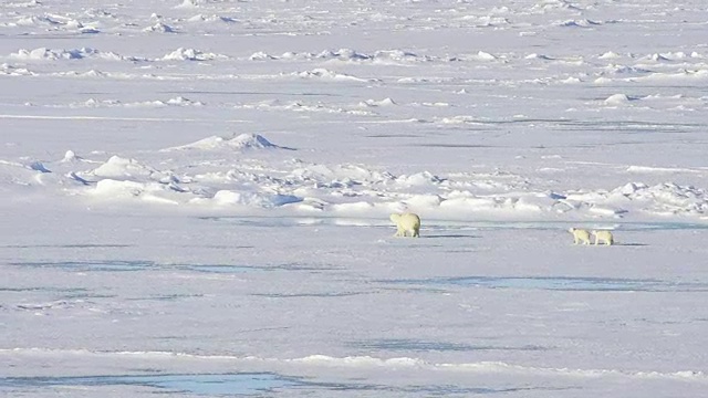 北极熊在北极行走。视频素材
