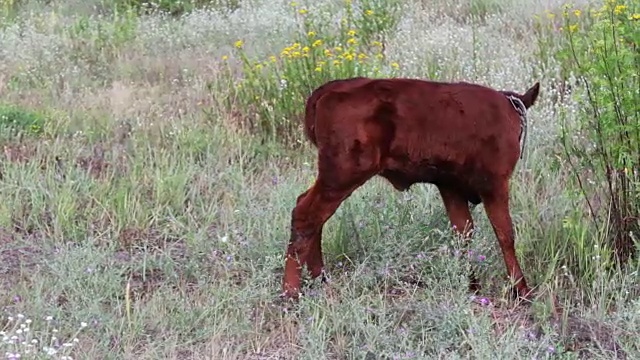 年轻有趣的小牛在草地上吃草视频素材