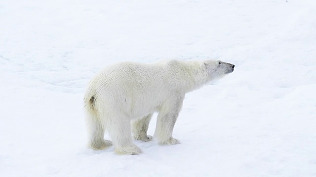 在北极行走的北极熊。视频素材