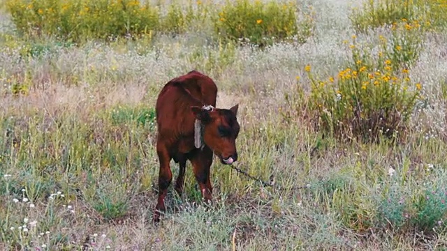红毛小牛在草地上吃草视频素材
