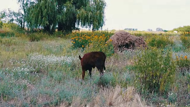 红毛小牛在草地上吃草视频素材