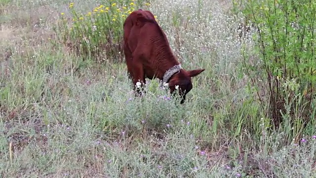 夏日里，红牛犊被铁链拴在草地上吃草视频素材
