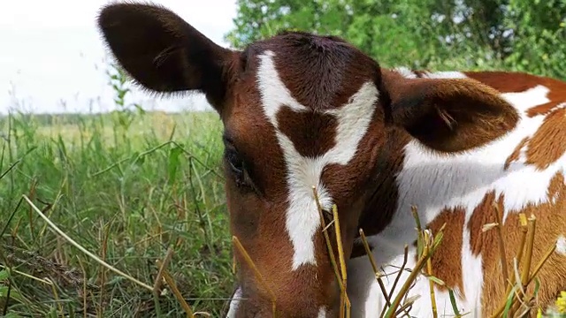 灰色和白色的小牛躺在草地上吃草视频下载