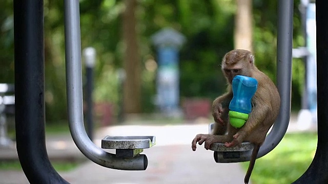猴子生活在泰国普吉岛的公园里。视频素材