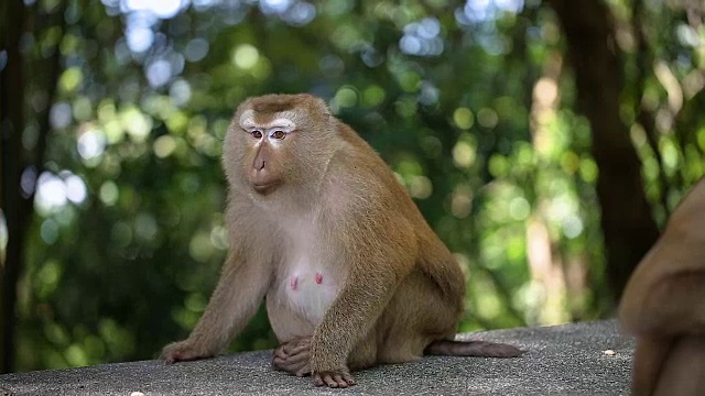 猴子生活在泰国普吉岛的一片天然森林里。视频下载