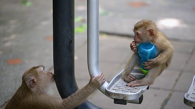 猴子生活在泰国普吉岛的公园里。视频下载