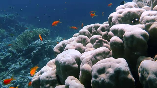 水下珊瑚礁和热带鱼视频下载