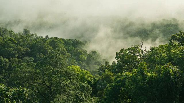 4K吨/升雾状热带雨林视频购买