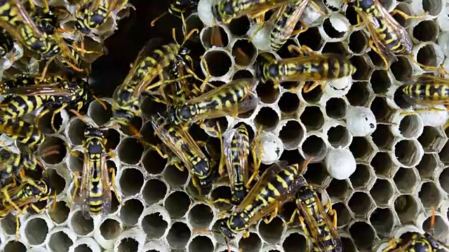 黄蜂筑巢，黄蜂坐在上面。黄蜂polist。视频下载