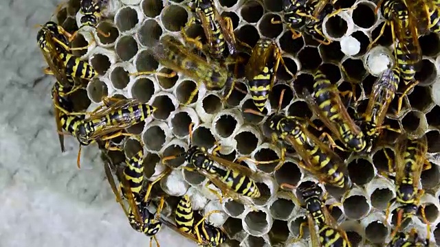 黄蜂筑巢，黄蜂坐在上面。黄蜂polist。视频下载