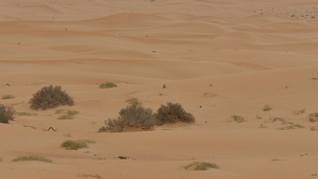 沙漠探险靠近迪拜，迪拜，阿拉伯联合酋长国，中东，亚洲视频素材