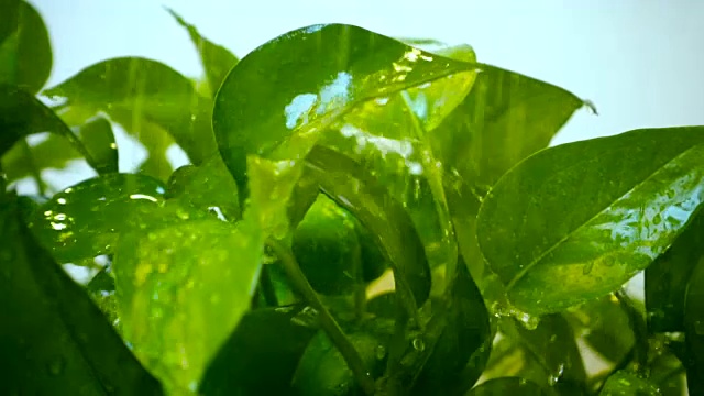 水滴在绿叶上视频素材