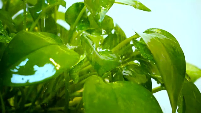 水滴在绿叶上视频素材