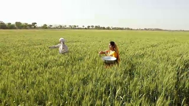 印度哈里亚纳邦，农民在向农作物喷洒杀虫剂视频素材