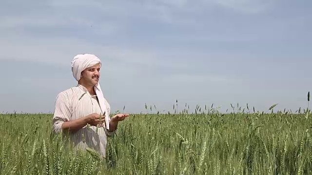 印度哈里亚纳邦，农民正在检查小麦作物视频素材