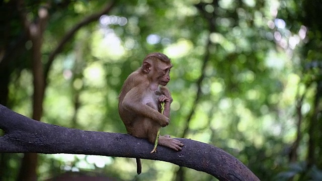 小猴子生活在泰国普吉岛的一片天然森林里。视频素材