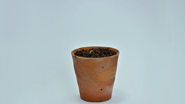 一种陶土植物的花盆，一颗正在发芽的种子冲破土壤生长视频下载
