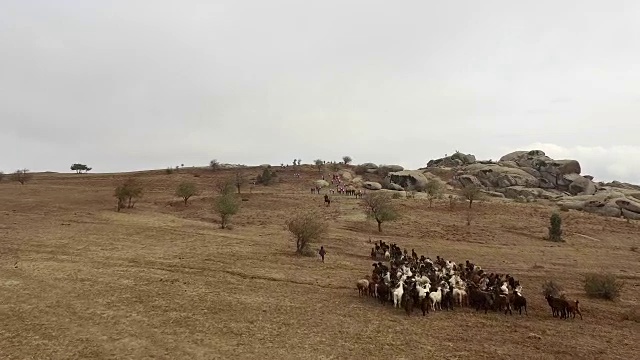牧场上的牛羊视频下载