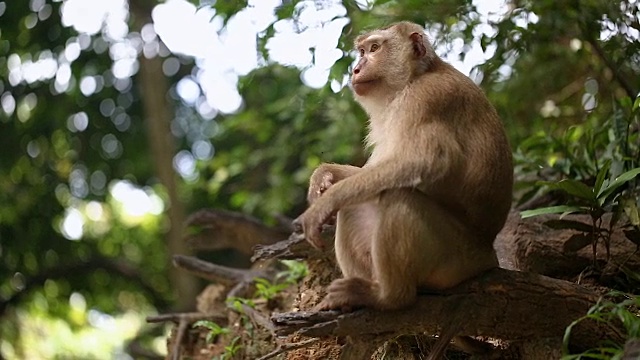 猴子生活在泰国普吉岛的一片天然森林里。视频下载