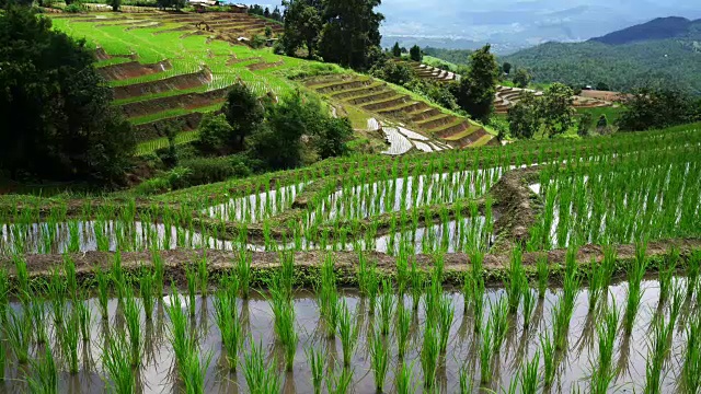 泰国清迈Ban Pa Bong Piang山部落村，稻田梯田秧苗层景观，周围有来自大自然的水。视频下载