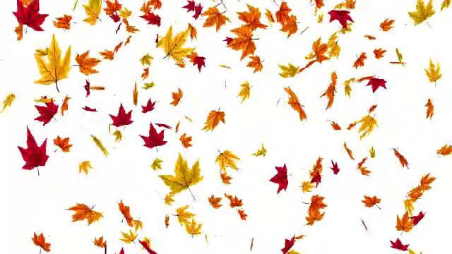秋叶飘落的动画视频素材