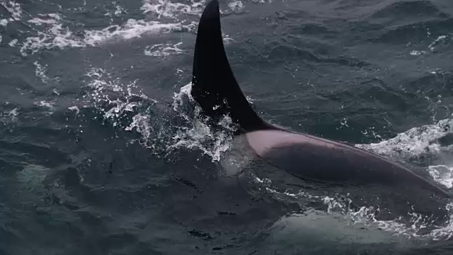 挪威海的虎鲸视频下载