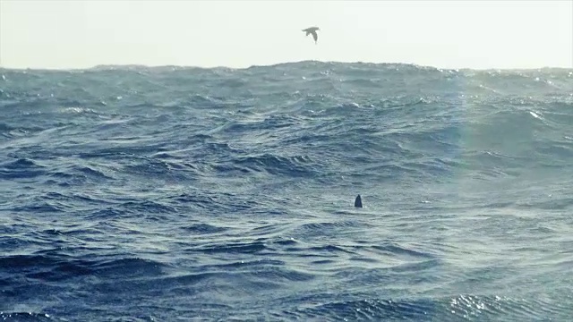 挪威海的虎鲸视频素材