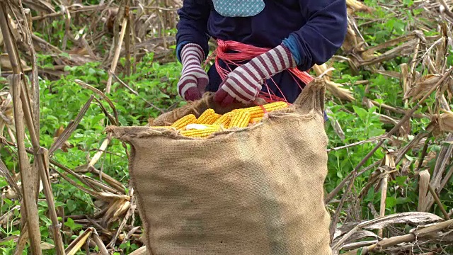 农民缝玉米袋视频素材