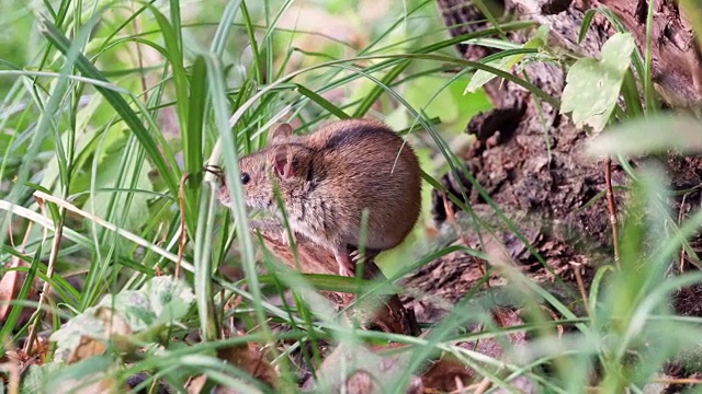 可爱的毛茸茸的灰色小收获鼠坐在草地上的老树根在田野里。夏天的晚上视频素材