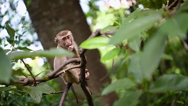 猴子生活在泰国普吉岛的一片天然森林里。视频素材