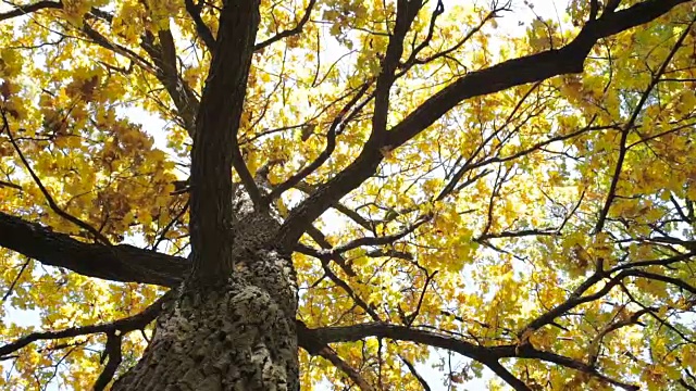 秋天。长着黄叶的橡树。视频素材
