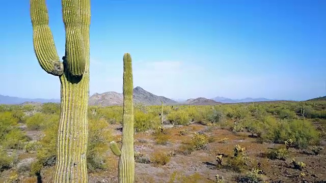 鸟瞰图神奇的仙人掌在亚利桑那州沙漠4k视频素材