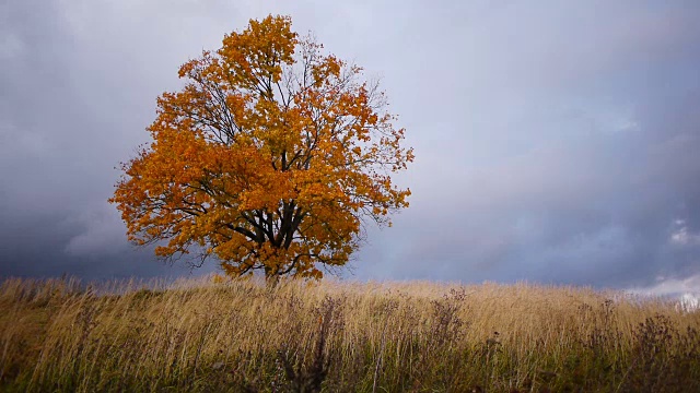 枫树在雨前展现秋天的色彩视频素材