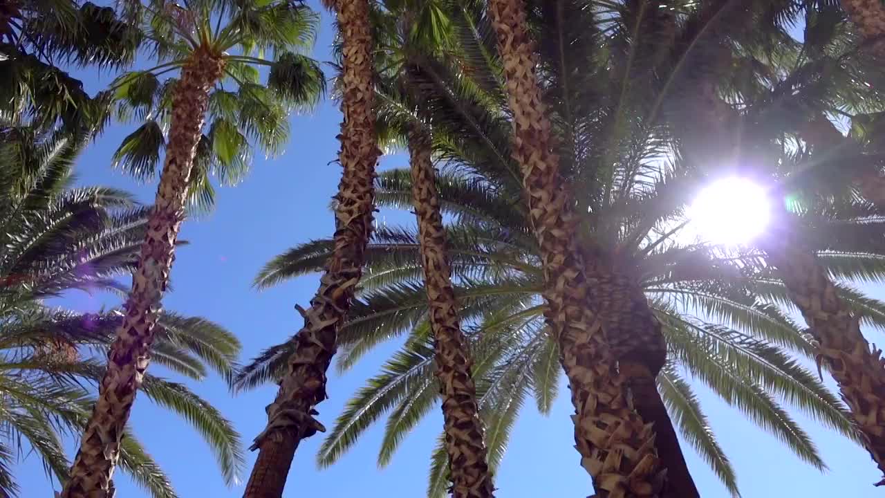 在棕榈树下慢镜头走着视频素材