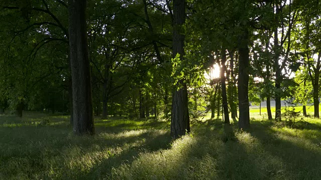 多莉。森林里的光束。巴伐利亚,德国。视频素材