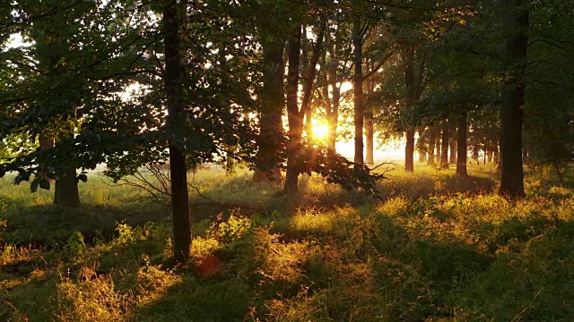 多莉。森林中日出的光束(阳光)。巴伐利亚,德国。视频素材