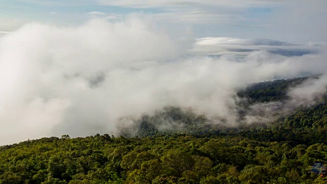 森林和薄雾的时间流逝视频素材