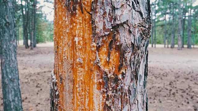 从松树树干上刮下来的树皮和木焦油视频素材