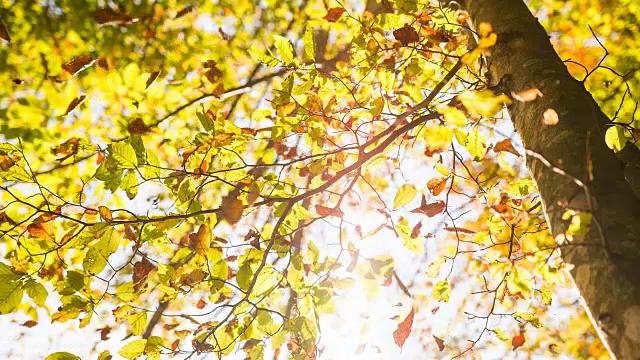 五颜六色的秋叶从树上飘落视频下载