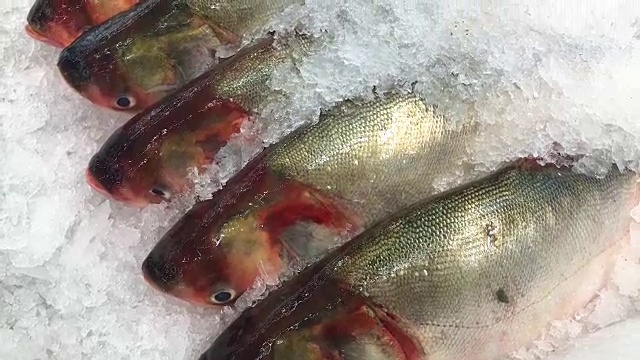 超市里的冰鲜鱼，4K。视频素材