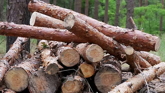 森林中被砍倒在树干上的原木视频素材