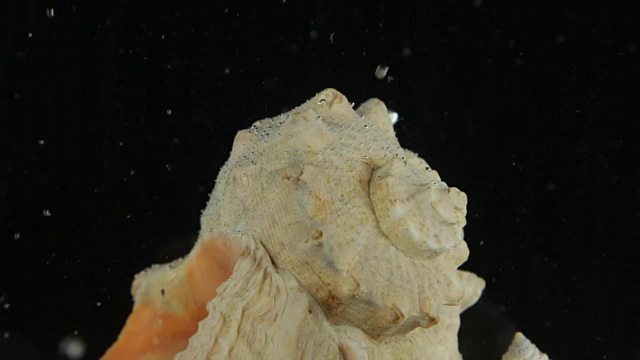 海贝壳和气泡在黑色的水中视频下载