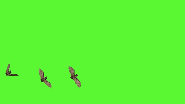 3D蝙蝠绿屏视频下载